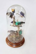 Victorian taxidermy of exotic birds on branches under glass dome, 44cm high.