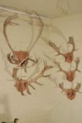 Collection of antlers including Reindeer, Fallow Deer and Red Deer.