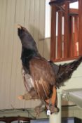 Taxidermy of a Capercaillie.