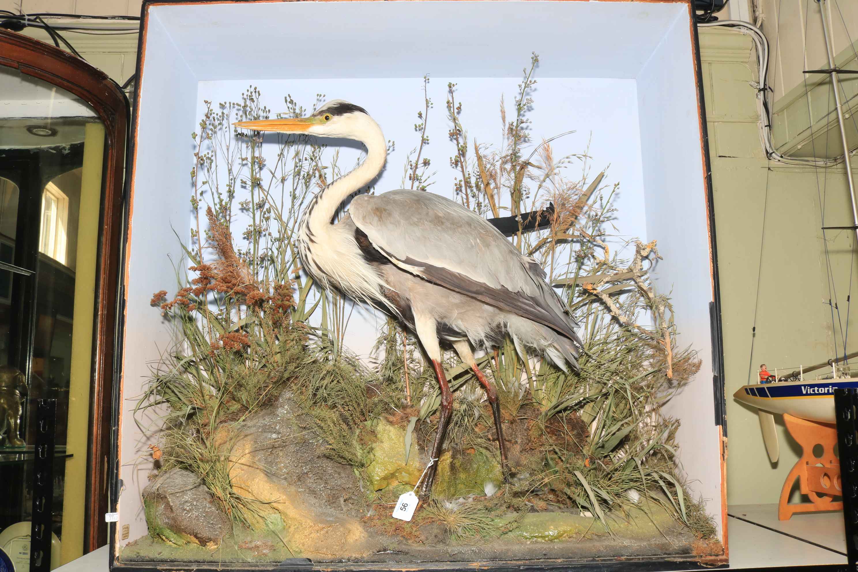 Taxidermy of a Heron in case, no glass front, 91cm high.