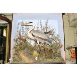 Taxidermy of a Heron in case, no glass front, 91cm high.