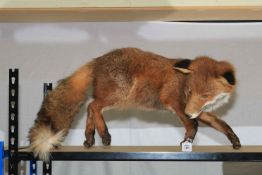 Taxidermy of a prowling Fox.
