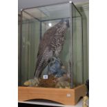 Taxidermy Buzzard in case, 65cm high.