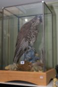 Taxidermy Buzzard in case, 65cm high.