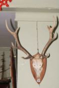 Pair of red deer antlers mounted on shield backs.