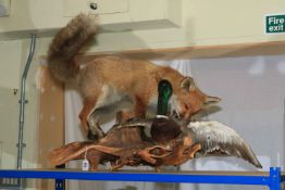 Taxidermy of a Fox attacking a Mallard Duck on branch.