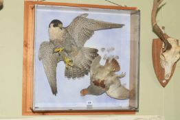 Taxidermy of a Peregrine Falcon with a Partridge in display case, 65cm high.