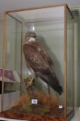 Taxidermy Buzzard in case, 65cm high.