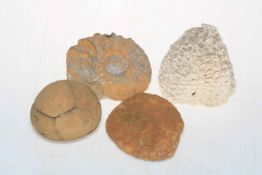 Four fossil specimens.