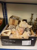 Collection of sea shells, etc.