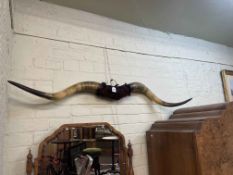 Mounted buffalo horns.