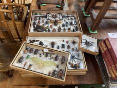 Seven replica taxidermy cases of insects, spiders, scorpions, etc.