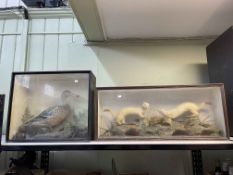 Cased taxidermy of a duck, 41cm high and cased taxidermy of a pair of Snow Stoats, 31cm high.