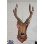 Shield mounted taxidermy of a stags head.