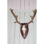 Mounted antlers on a shield mount.