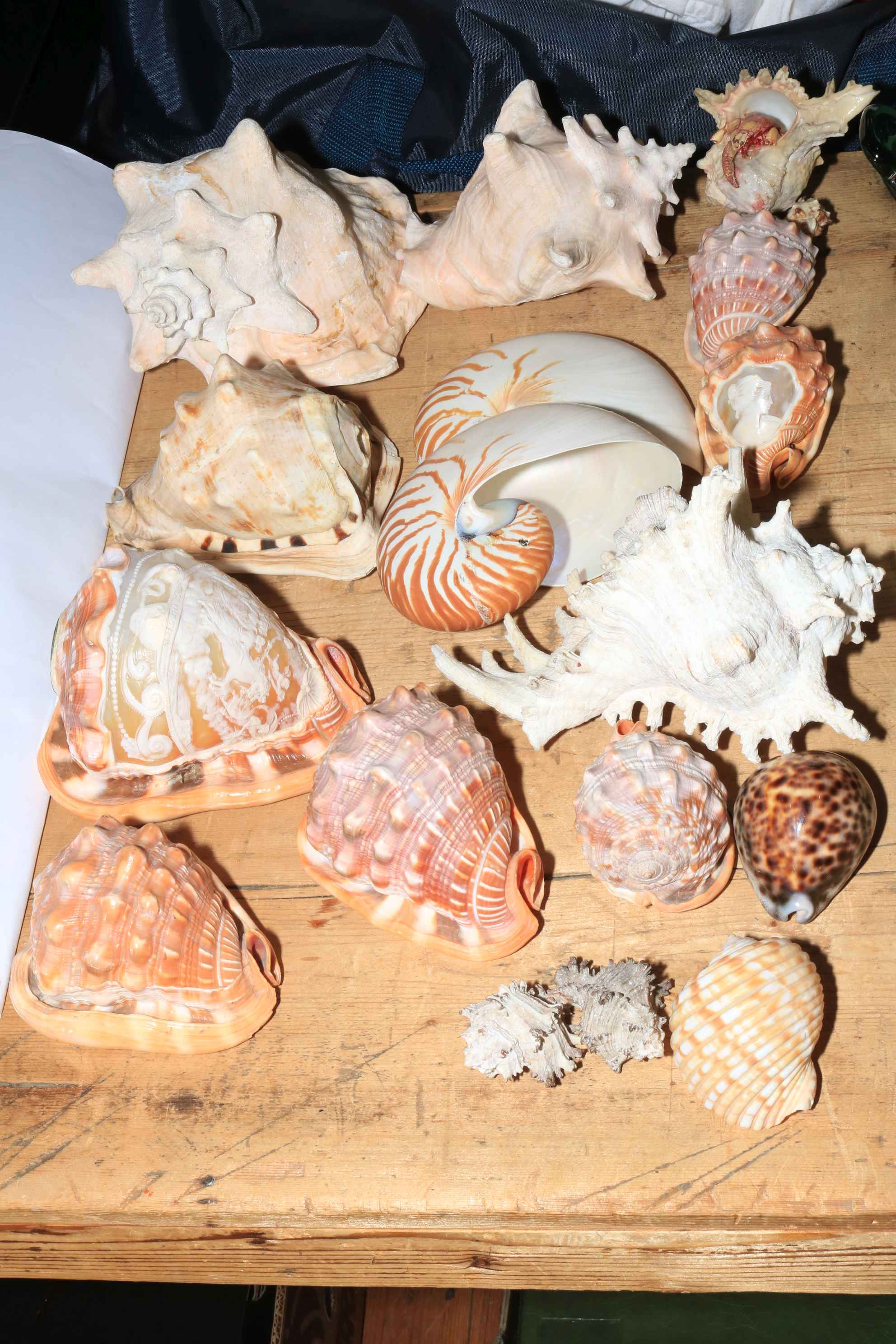 Collection of sea shells.