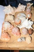 Collection of sea shells.