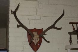 Mounted antlers on a shield base.