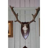 Mounted antlers on a shield mount.