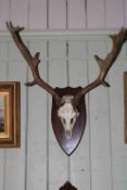 Mounted antlers on a shield mount.
