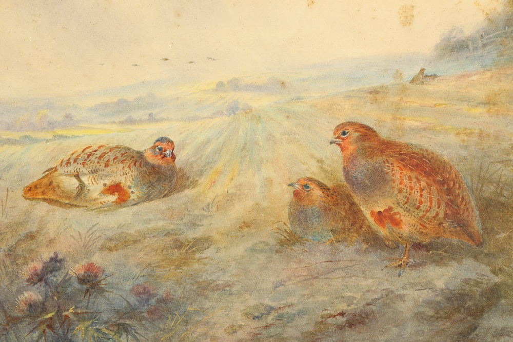 James Stinton (British 1870-1961) Pair framed watercolours, signed 'Grey Partridges in Farmland