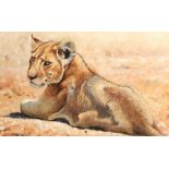 Pip McGarry (British born 1955) ARR Framed oil on canvas, signed, dated 2005 'Lion Cub' 34cm x 60cm