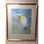 A Tristan Walcott watercolour of a bird of paradise on branch, in gilt frame,