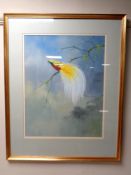 A Tristan Walcott watercolour of a bird of paradise on branch, in gilt frame,