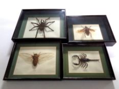 Four insect samples in display cases to include scorpion, tarantula, cicada,