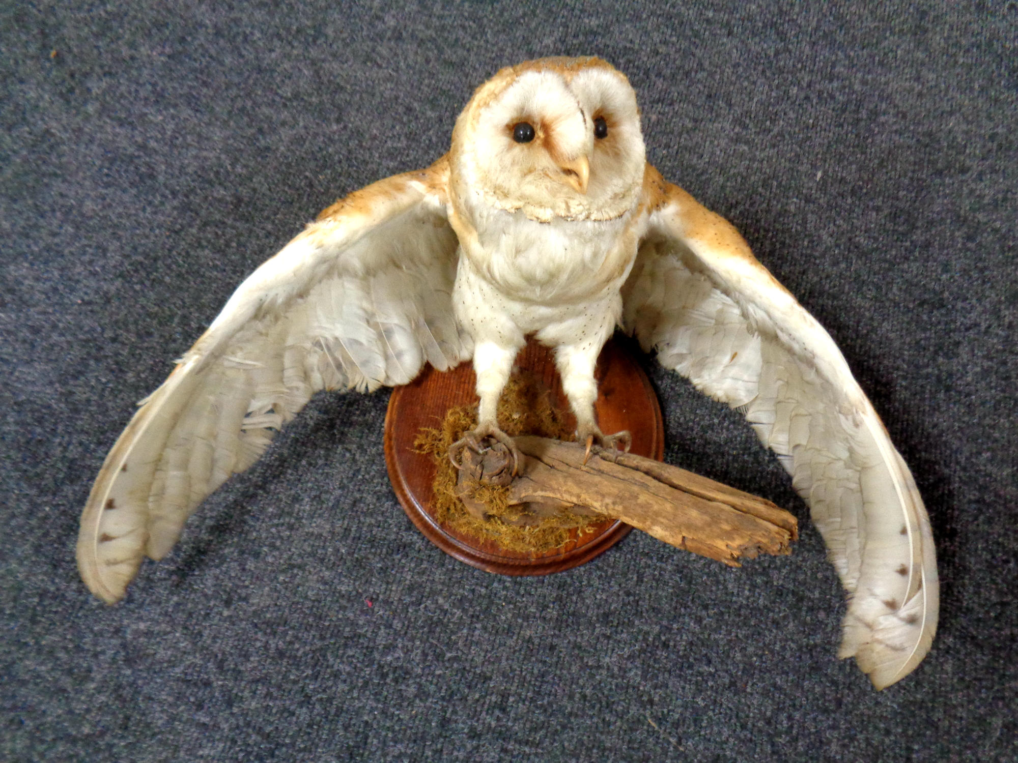 A taxidermy study of a barn owl on branch,