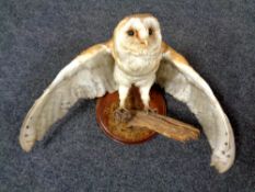 A taxidermy study of a barn owl on branch,