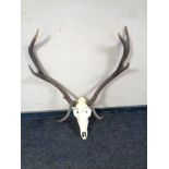 A deer skull with antlers