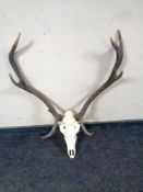 A deer skull with antlers
