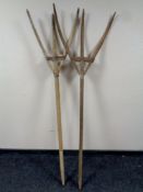 Two rustic hay forks