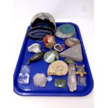 A tray containing fossil samples,