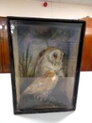 An early 20th century taxidermy display box containing a barn owl