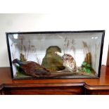 An early 20th century glazed taxidermy cabinet containing pheasants