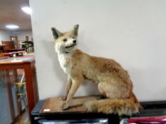 A taxidermy fox on plinth,