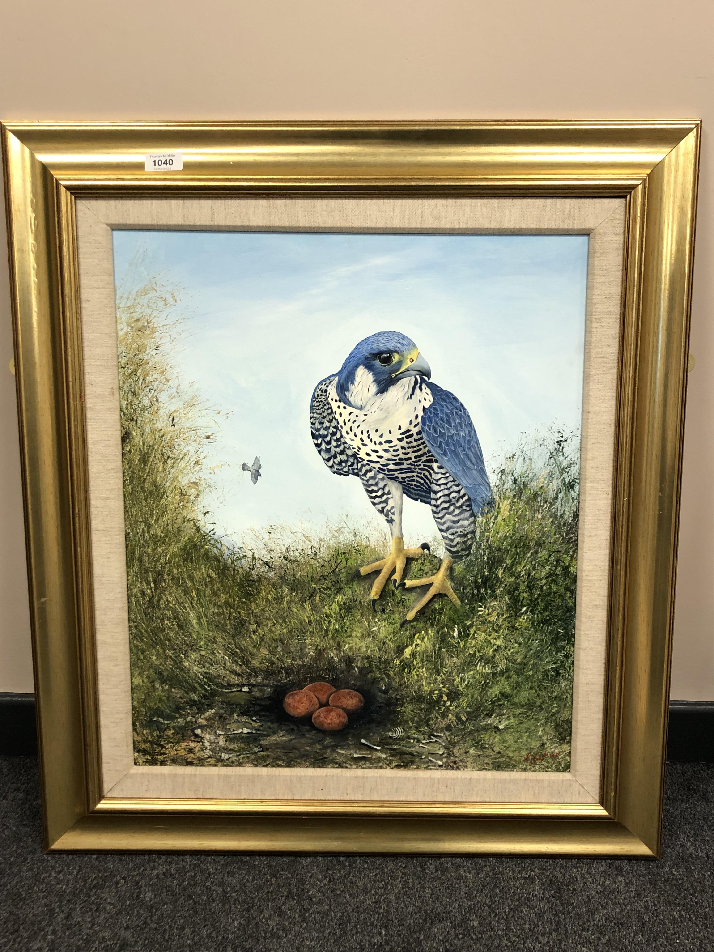 Liz Gwither : Peregrine Falcon on nest, oil on board, 49 x 59 cm, signed,