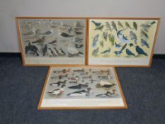 Three 20th century prints depicting The Pictorial Charts of British Birds, no.