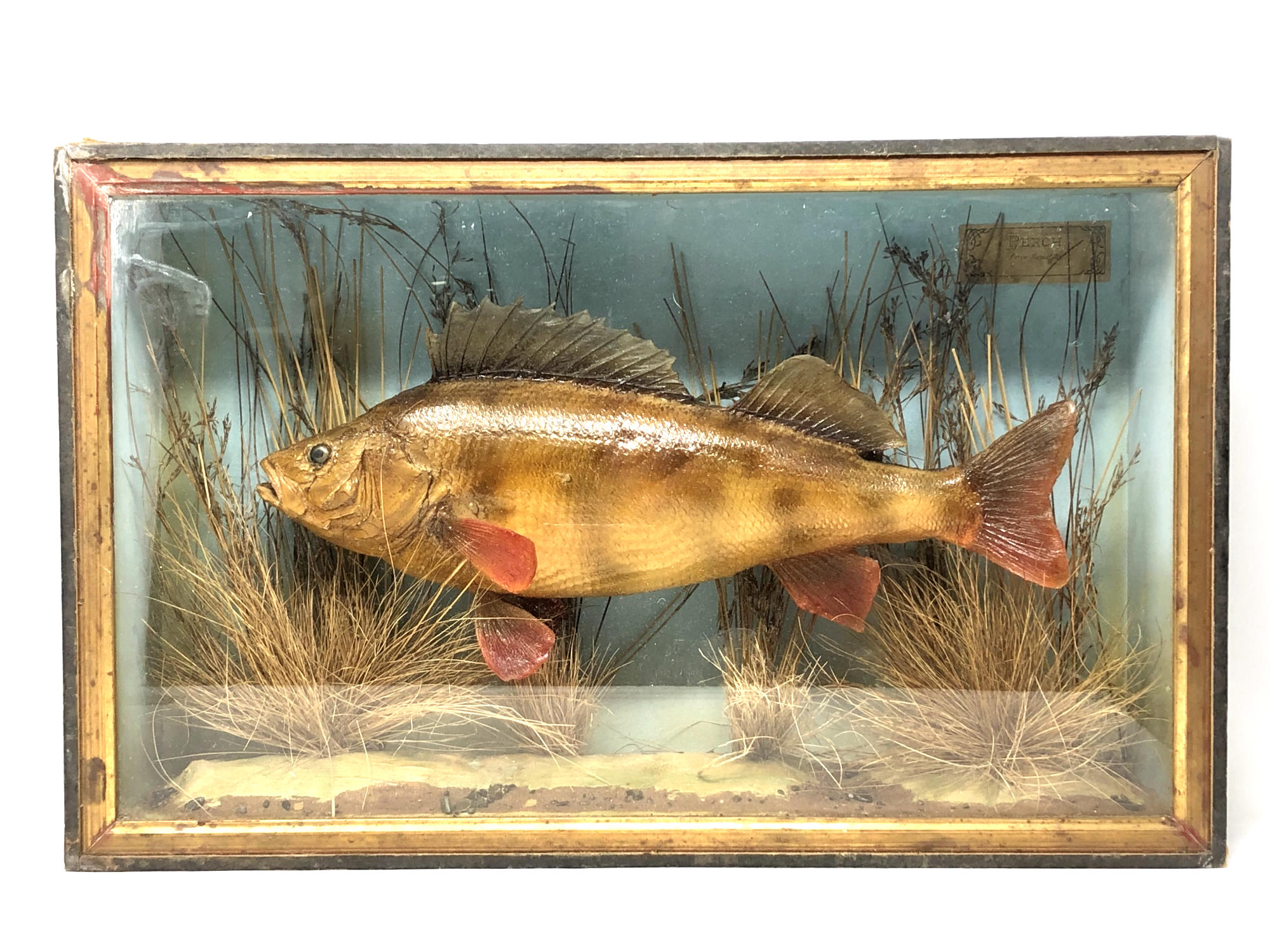 A 19th century taxidermy Perch in display box, width 51 cm, height 31 cm, depth 13 cm.