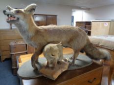 A taxidermy Vixen with cub