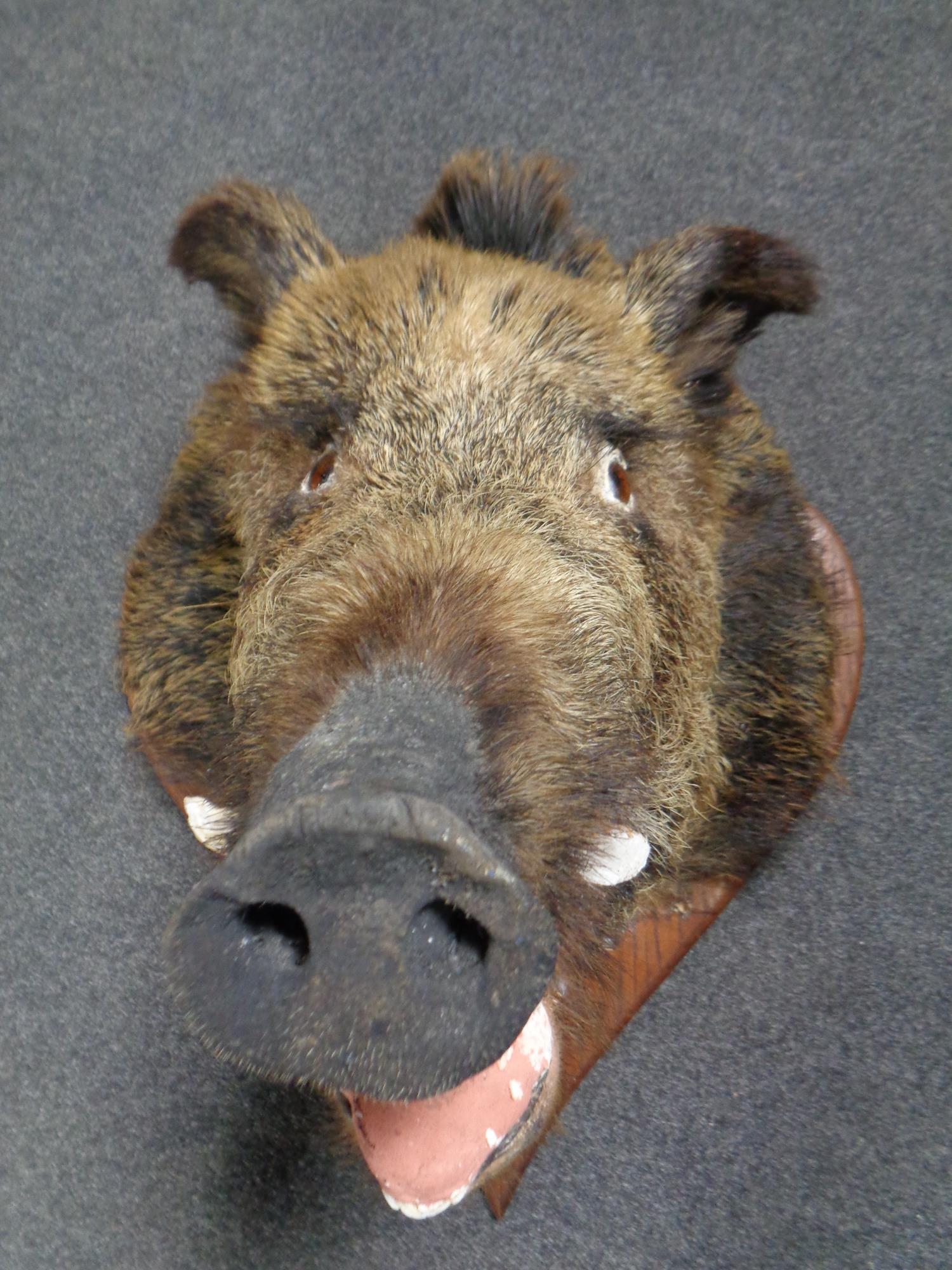 A taxidermy boars head mounted on shield