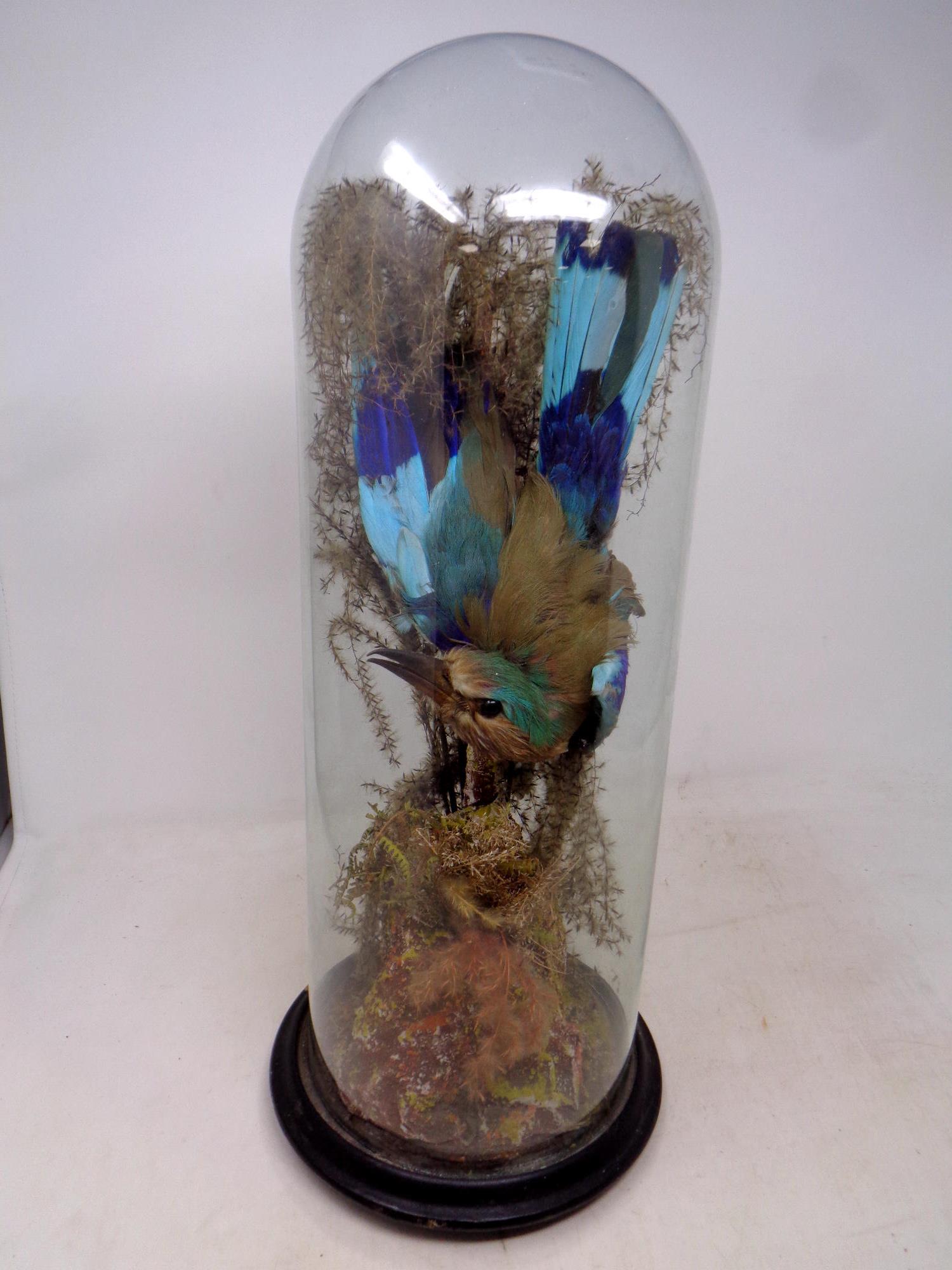 A 19th century taxidermy Indian roller under glass dome, height 49 cm.