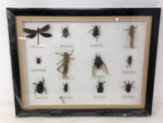 A framed display of insects to include locust, Allomyrina dichotima,