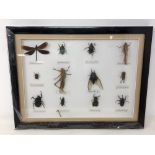 A framed display of insects to include locust, Allomyrina dichotima,