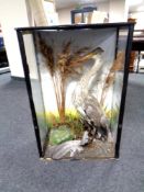 A taxidermy heron in display case (a/f)