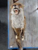 A taxidermy fox mounted on shield