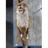 A taxidermy fox mounted on shield