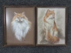 Two pastel studies of cats,